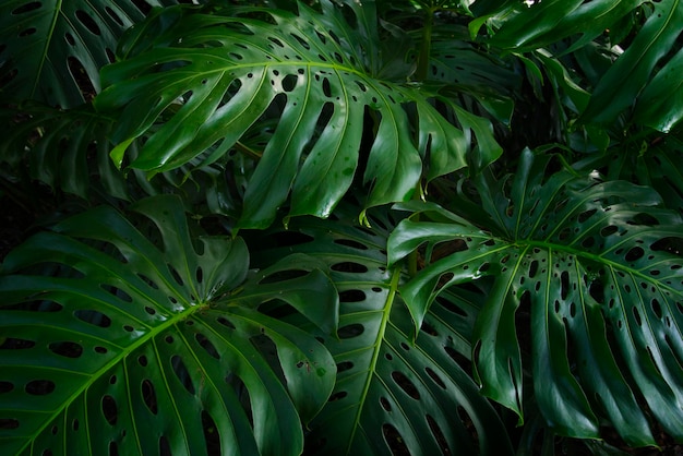 Rain forest in Central America