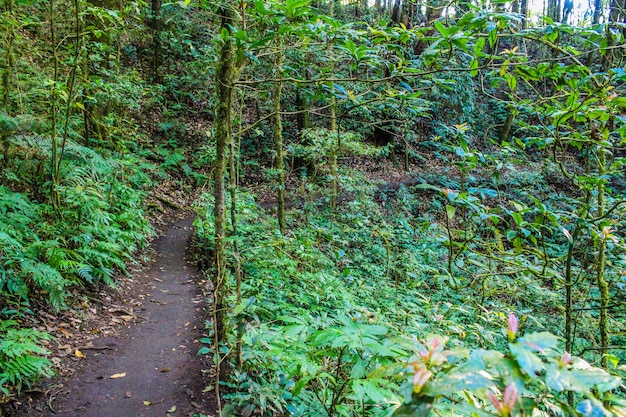 rain forest in doi inthanon chiangmai thailand