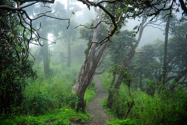 Rain forest in Southeast Asia