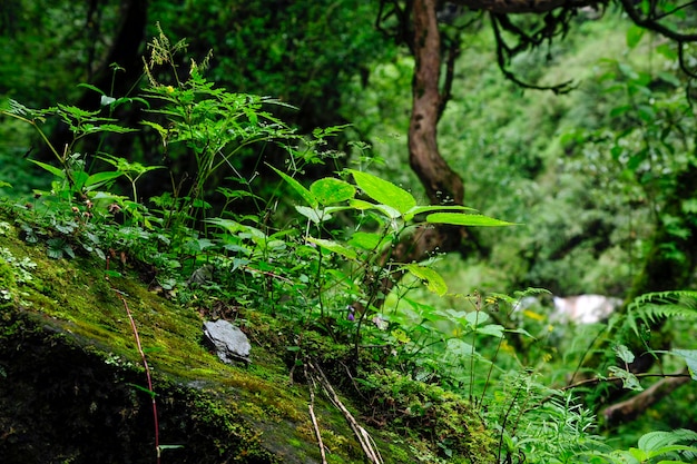 Rain forest in Southeast Asia