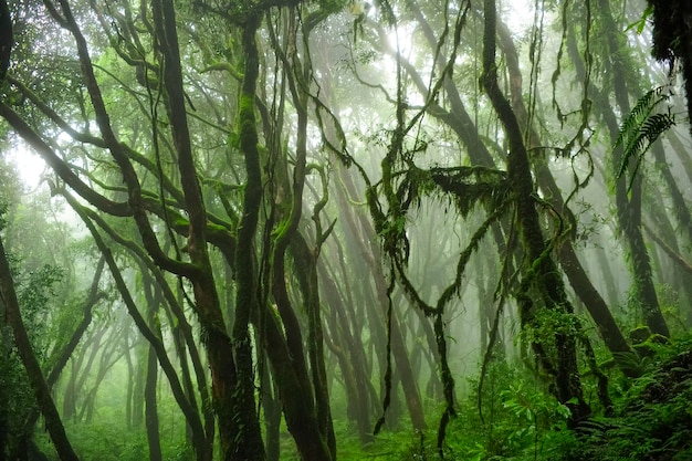 Rain forest in Southeast Asia