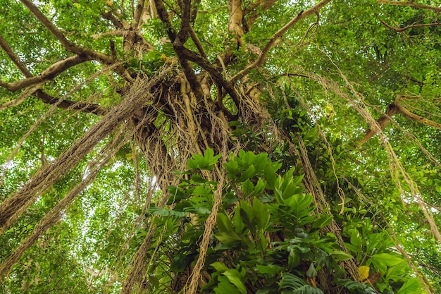 Rain forest in Ubud Sacred Monkey Forest, Bali