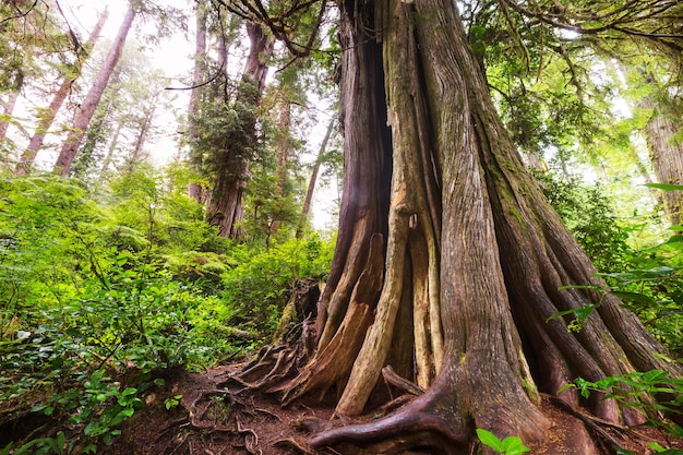 Rain forest in Vancouver island, British Columbia, Canada