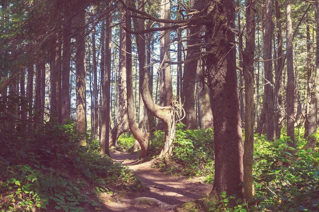 Rain forest in Vancouver island, British Columbia, Canada