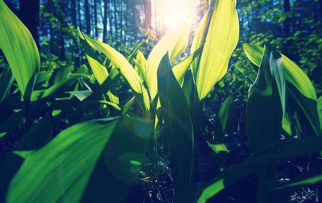 Rain forest with dense vegetation