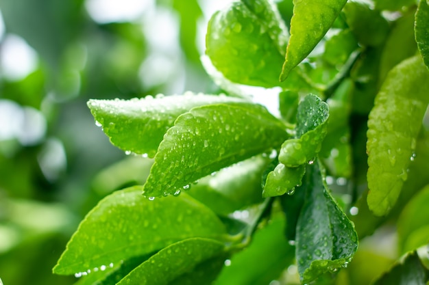 Rain is in the green leaf.