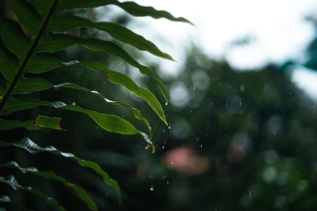 Rain and leaveswater droplets on rainy day