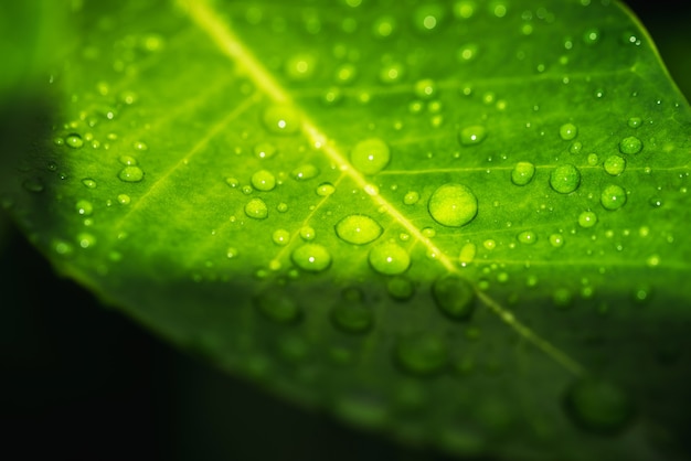 Rain water on green leaf macro.Beautiful drops and leaf texture in nature.Natural background in rainy season.