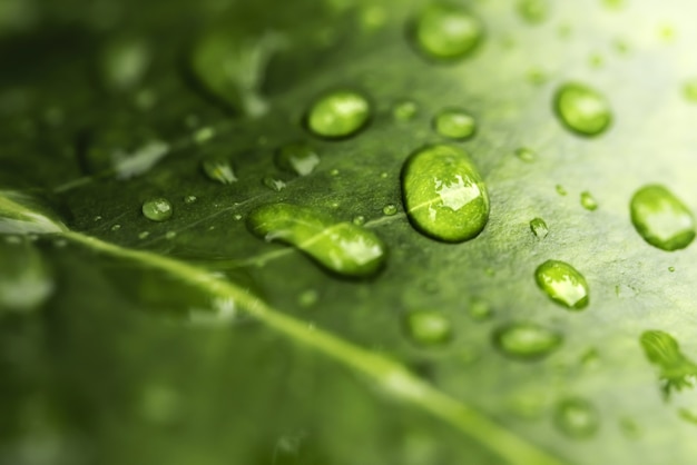 Rain water on green leaf macro.Beautiful drops and leaf texture in nature.Natural background in rainy season.