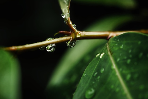 Rain water on green leaf macroBeautiful drops and leaf texture in nature