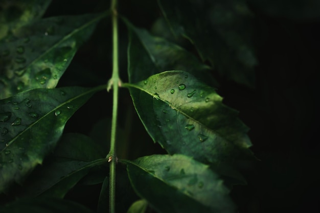 Rain water on green leaf macroBeautiful drops and leaf texture in nature