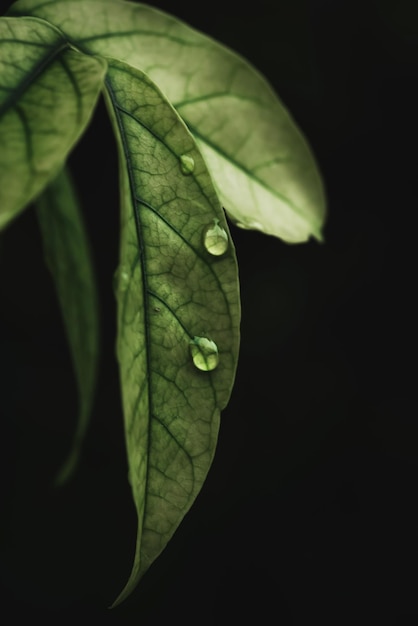 Rain water on green leaf macroBeautiful drops and leaf texture in nature