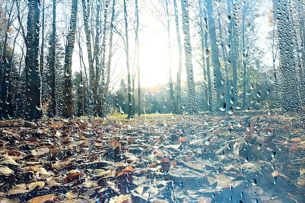 rain window autumn park branches leaves yellow / abstract autumn background, landscape in a rainy window, weather October rain