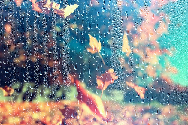 rain window autumn park branches leaves yellow / abstract autumn background, landscape in a rainy window, weather October rain