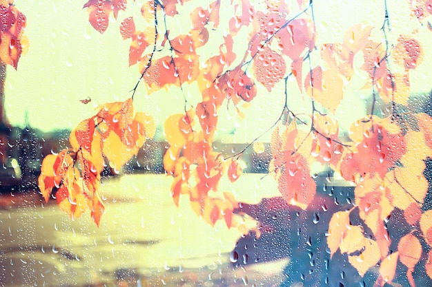 rain window autumn park branches leaves yellow / abstract autumn background, landscape in a rainy window, weather October rain