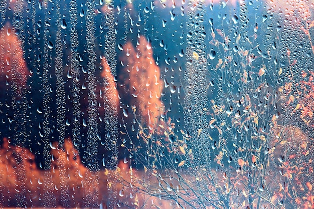 rain window autumn park branches leaves yellow / abstract autumn background, landscape in a rainy window, weather October rain