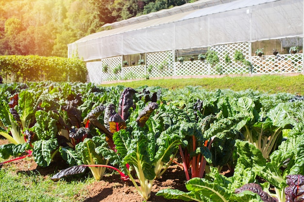 Rainbow chard growing on a vegetable patch with greenhouse background