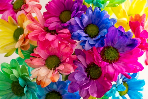 Rainbow Chrysanthemum flower Bouquets of blossom colorful flowers selective focus Abstract floral background