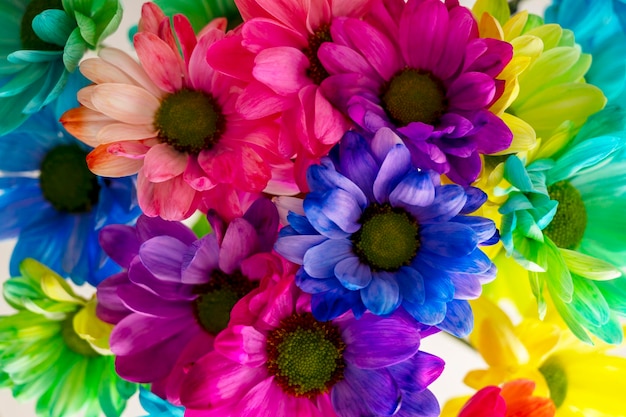 Rainbow Chrysanthemum flower Bouquets of blossom colorful flowers selective focus Abstract floral background