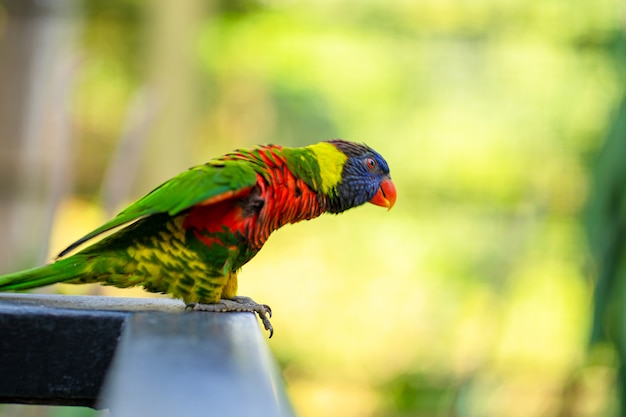 Rainbow Lorikeet parrots in a green park.