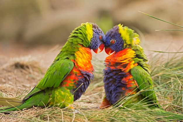 Rainbow lorikeets in fight