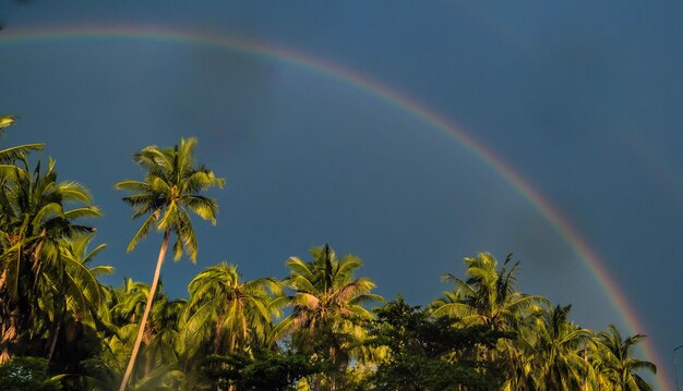 Rainbow Palm Trees Tropical