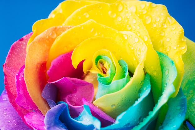 Rainbow rose with colorful petals, macro for background