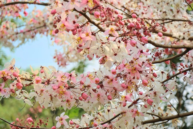 Rainbow Shower Tree, Gorgeous tropical tree, in summer time. 