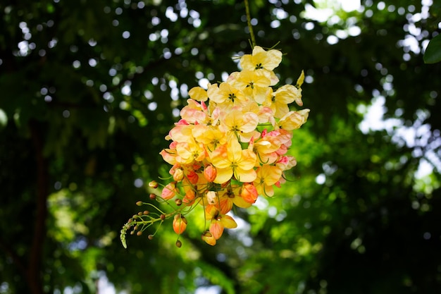 Rainbow shower tree with flower