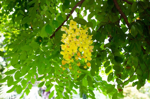 Rainbow shower tree with flower