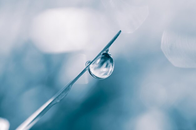 raindrop on the grass leaf in spring season in rainy days