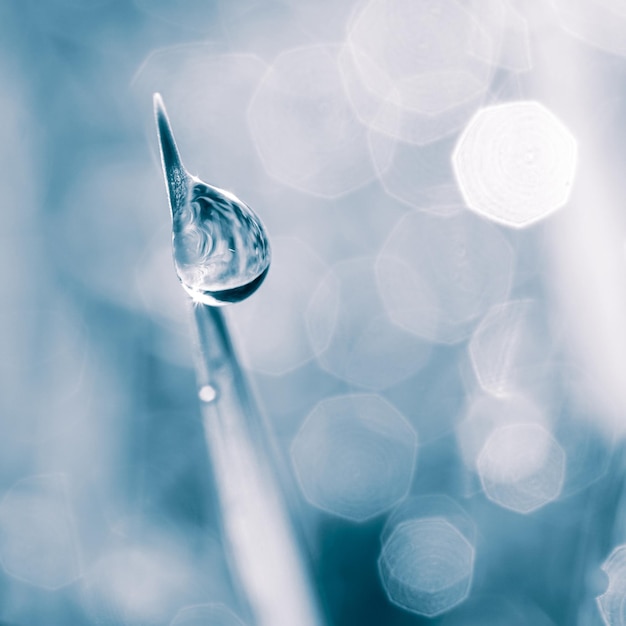 raindrop on the grass leaf in spring season in rainy days