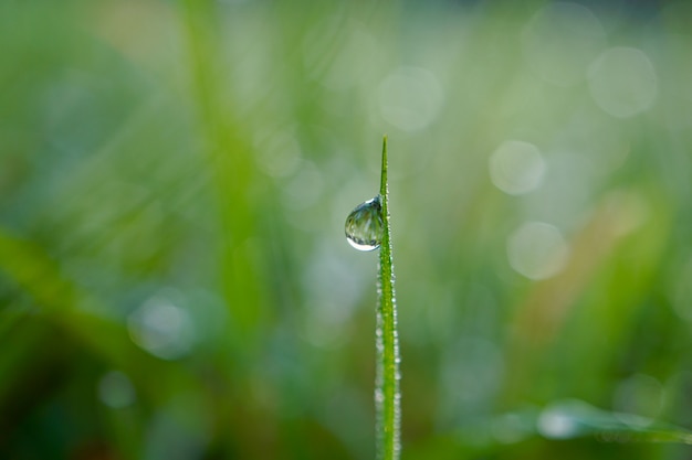 raindrop on the green grass plant in springtime