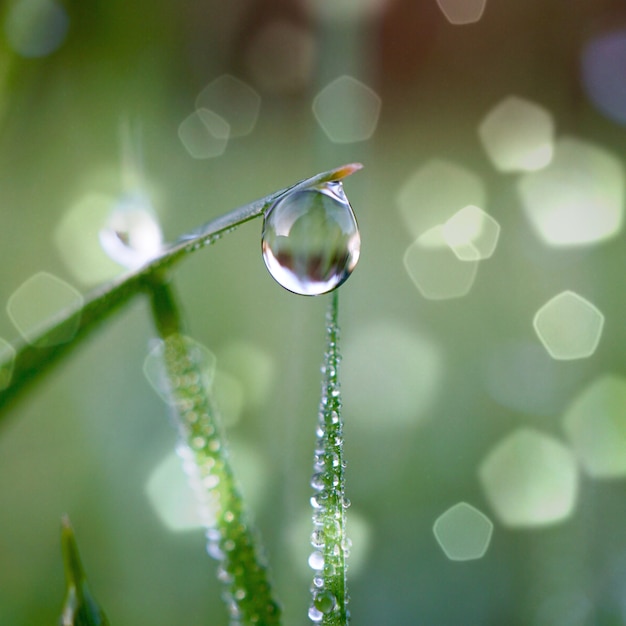 raindrop on the green grass in rainy days in winter season, green and bright background