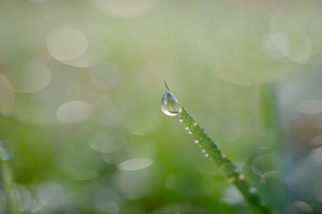 raindrop on the green grass in rainy days in winter season