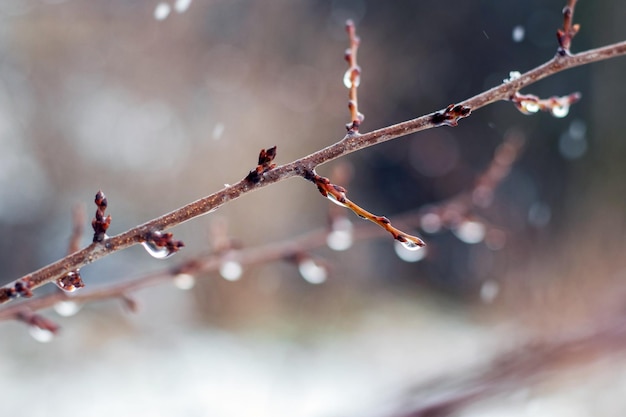 Raindrops on a bare branch in the spring during the melting snow