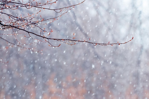 Raindrops on a bare branch in the spring during the melting snow