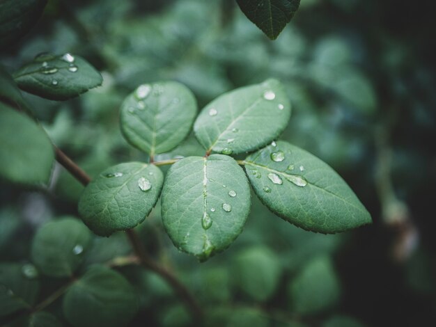 Raindrops on a branch of a rose bush in the garden after the rain