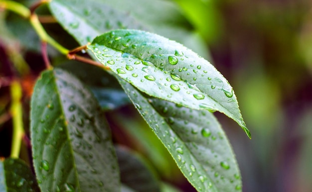 Raindrops on cherry tree leaves