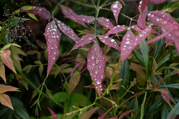 Raindrops on crimson leaves nature after the rain