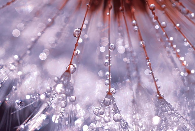 raindrops on the dandelion flower in rainy days in springtime