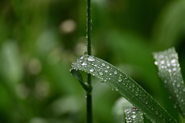 Raindrops or dew drops glistening on the blades of fresh green spring grass