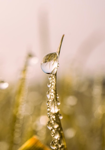 raindrops on the grass in rainy days in autumn season