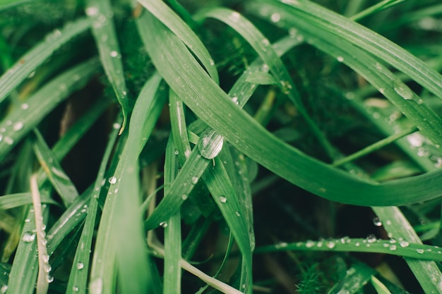 raindrops on the grass