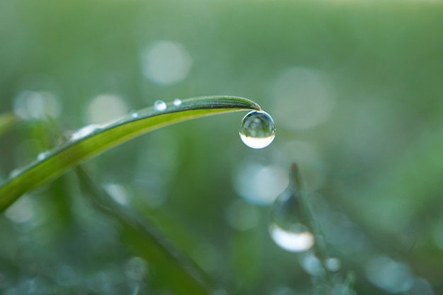 raindrops on the green grass plant in the garden          