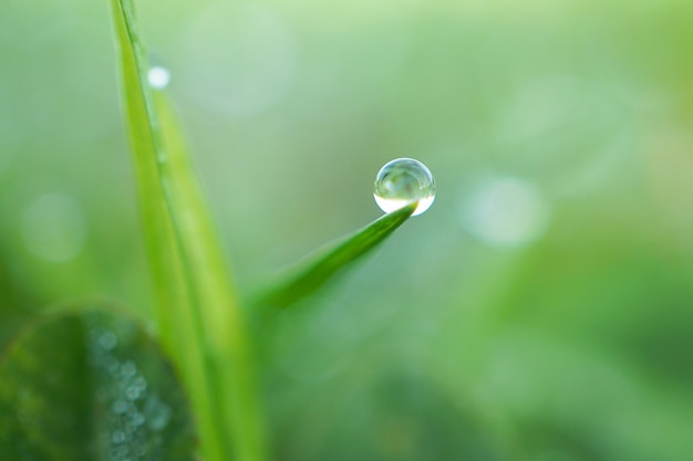 raindrops on the green grass plant in the garden