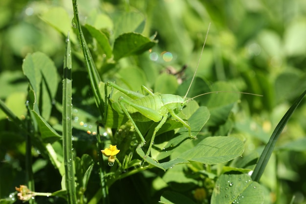 Raindrops green leaves and the mantis