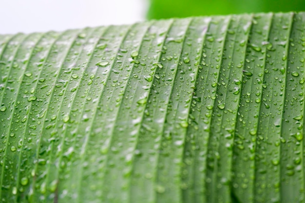 Raindrops green natural backgroundGreen banana leaf close up with raindrops and selective focus