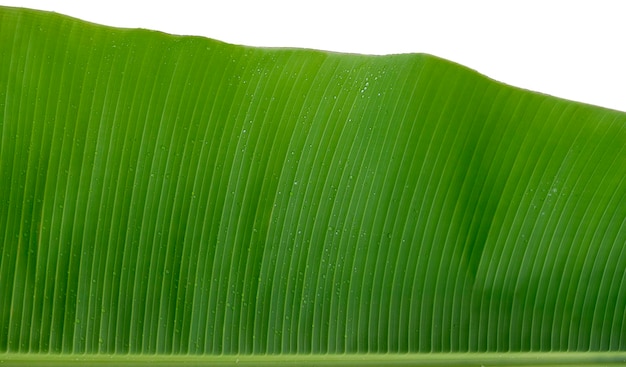 Raindrops green natural backgroundGreen banana leaf close up with raindrops and selective focus