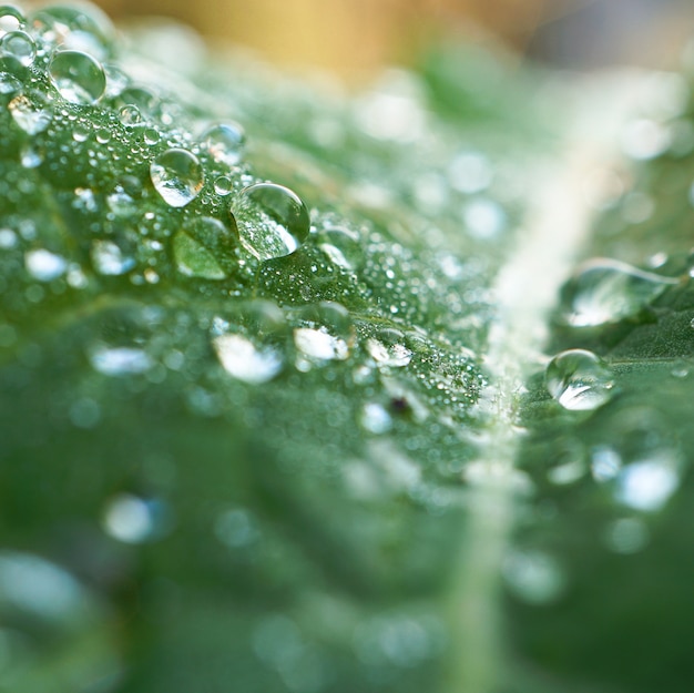                                the raindrops on the green plant in the garden in the natur